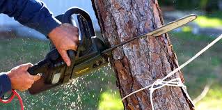 Best Hazardous Tree Removal  in Trent Woods, NC