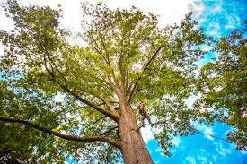 Best Storm Damage Tree Cleanup  in Trent Woods, NC